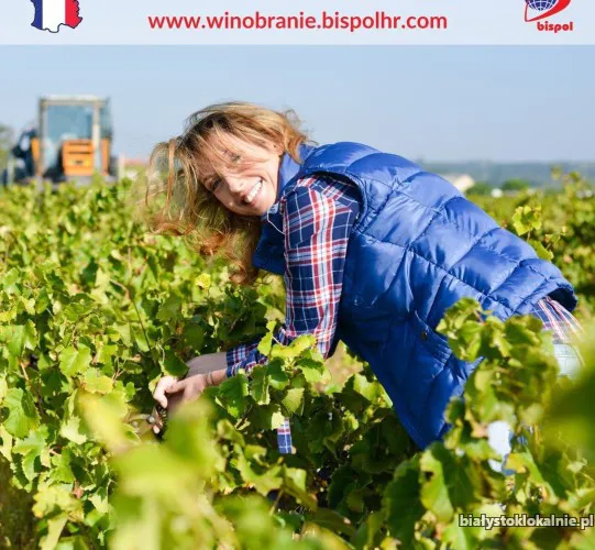 Winobranie_2025_-_zapisy.webp